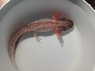 Mosaik Axolotl 