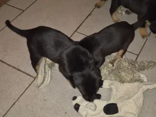 Skønne Labrador blandingshvalpe