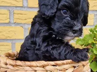 Cavapoo hvalp sælges