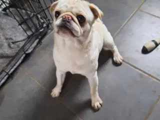Mops