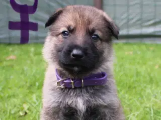 Skønne schæferhundehvalpe - kun piger tilbage