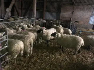 41 stk. Får sælges