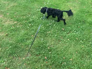 Cockapoo 