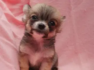 Små langhårede pomchi hvalpe 