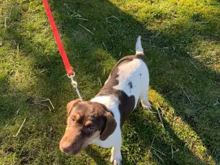 Skøn han hvalp søger nyt hjem. 