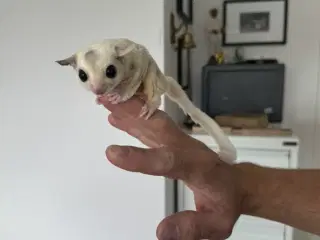 Sugar glider avlspar