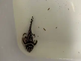 L46 Hypancistrus Zebra
