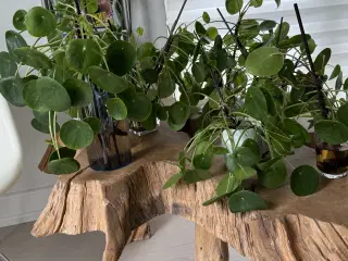 Pilea skud- gratis