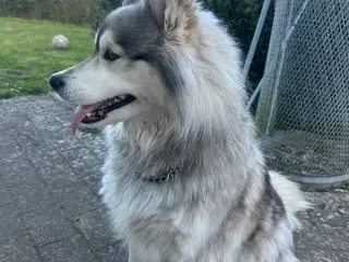 Husky 5 år. 
