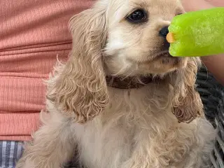 Rejseklar 🧳 Skønne Amerikanske Cockerspaniel 