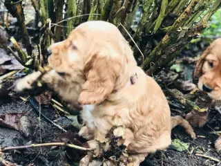 Engelsk Cocker spaniel