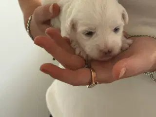 Coton de tulear hvalp