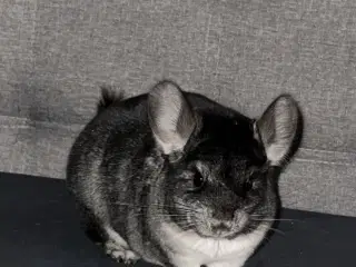 Død chinchilla pige