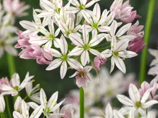 Allium Cameleon Rosa / Cremehvid prydløg