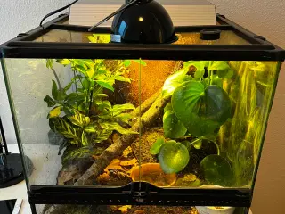 Koralløvfingerfrø med terrarium