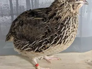 🐦 Levering af Jumbo Vagtler på Fyn! 🐦