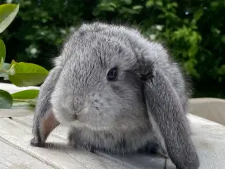 FRANSK VÆDDER HUN CHINCHILLA
