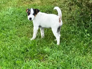 Dansk Svensk Gårdhund