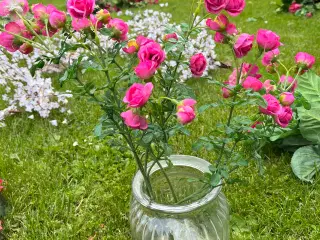 Blomster - se forskellige billeder 