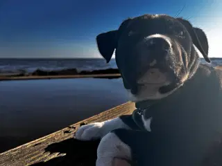 Staffordshire terrier Junier søger et hjem