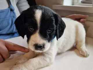 FT. Springer spaniel han-hvalpe