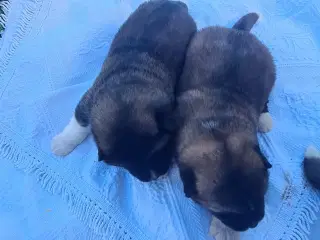 Hundehvalpe Akita American 