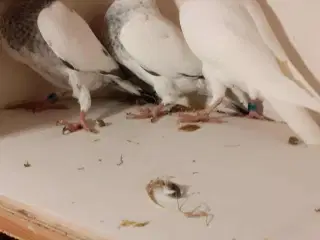 Så har jeg lidt Brevduer unger der søger ny madskå