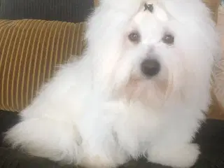 3 små bomuldstotter (Coton de Tulear)