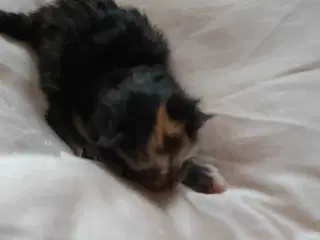 Maine Coon killinger, klar 17 juni