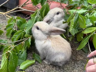Mini lop kanin unge