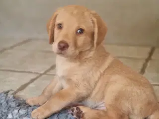 Labrador/labradoodle 
