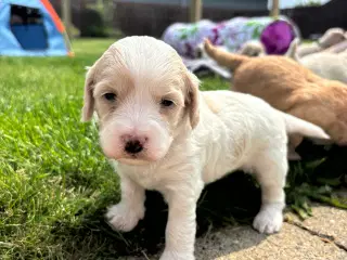 Havapoo/maltipoo
