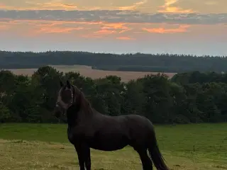 Hest til salg
