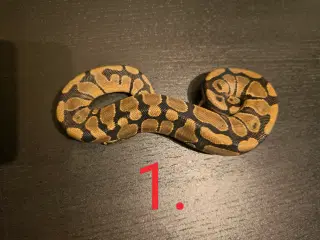 Konge Python CB 24