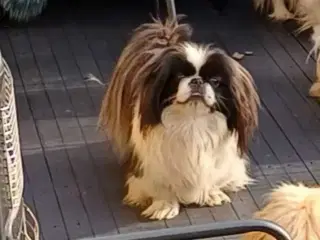 2 ægte pekingeser piger sælges