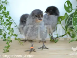 Grønlægger HØNEkyllinger i løbet af året