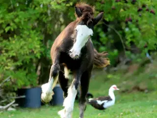 Irish Cob heste søger nyt hjem 