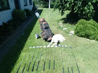 Golfkøller og vogn