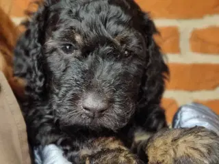 Søde cockerpoo 1b hvalpe 