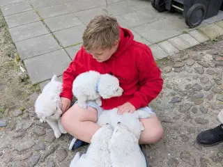 Hvalp hvid schæfer langhåret 