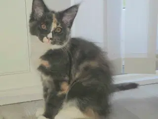 To Maine coon hunkatte