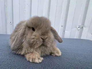 Mini lop hankanin