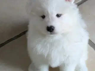 Samojede, hvalp, hanhund, 8 uger