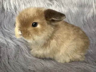 Ægte Minilop kanin unge 