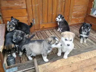 Rottsky hvalpe søger nye, kærlige hjem