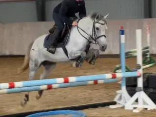 Fin og sød pony