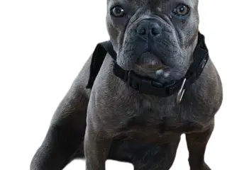 Fransk bulldog 10 mdr