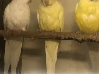 Hvide /gule sangparakitter