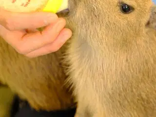capybaras til salg viber(+35796578102)