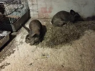 2 tamme belgiske kæmpe piger